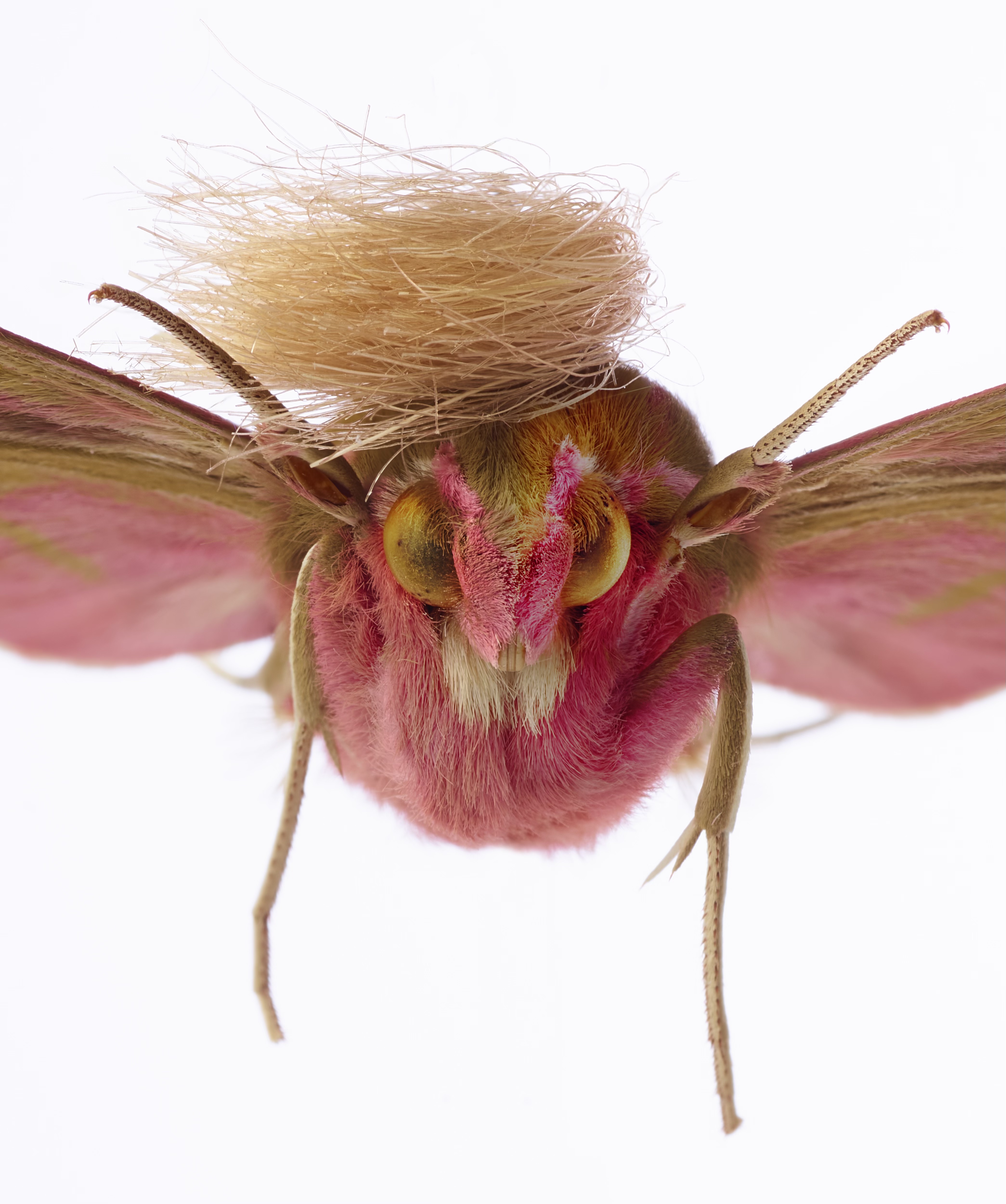 Neopalpa donaldtrumpi moth